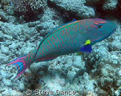 Red speckled or Bi colour parrotfish whilst diving out of... by Steve Dance 